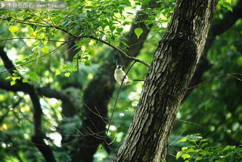 树林中小鸟叫声音效