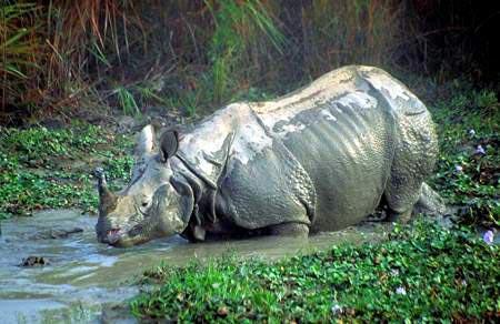 犀牛在水中洗澡声音音效