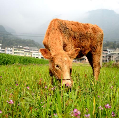 牛棚里牛吃草声音效
