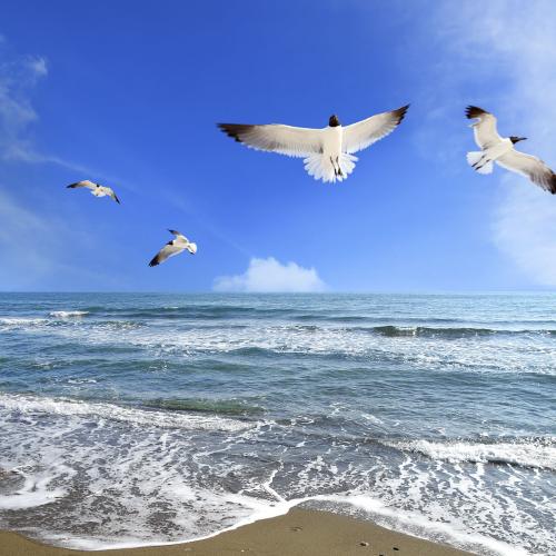 海浪声音和海鸥叫声音效