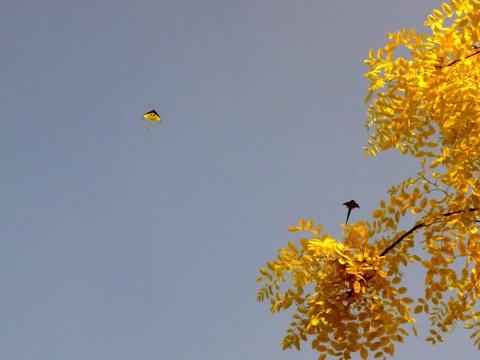 树叶黄色配乐音频素材_风儿将树叶吹落下来的声音音效
