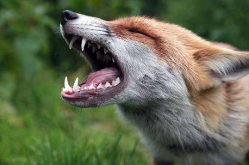 狐狸圆形边框配乐音频素材_狐狸尖叫声的音效