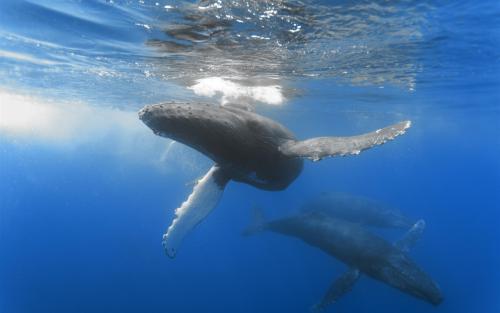 海洋里鲸的长叫声的声音音效