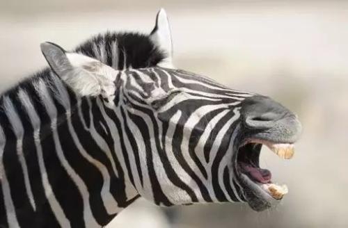 斑马叫声搞笑音效