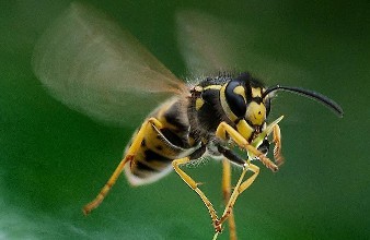 黄蜂翅膀循环音效