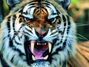 老虎徽章配乐音频素材_动物园老虎威严吼叫声音效