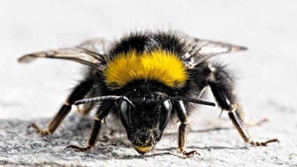 昆虫黄蜂翅膀震动声音效