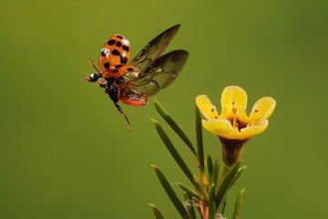 昆虫展翅飞翔的声音音效