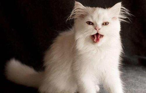 水彩猫咪配乐音频素材_可爱的小猫喵喵叫的声音音效