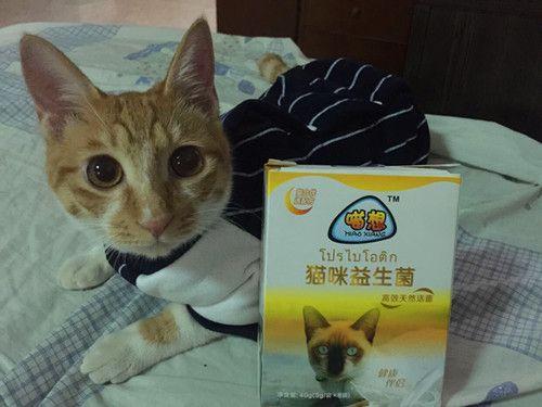 塔群配乐音频素材_群猫争抢粮食鸣叫音效