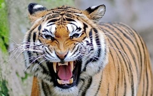 动物园老虎低沉喉音音效