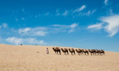 骆驼在沙漠上叫声音效