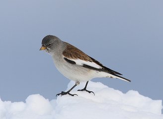 白斑翅雪雀叫声音效