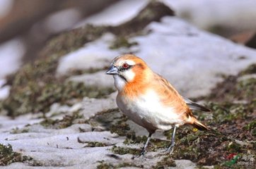 雪花壁纸配乐音频素材_棕颈雪雀叫声音效