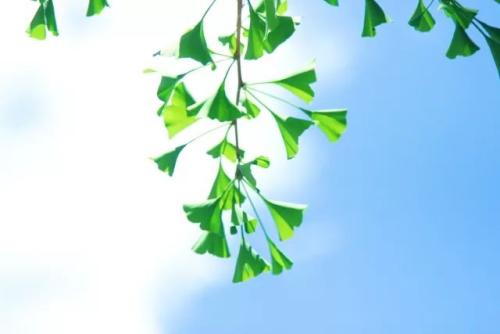 绿绿的树叶配乐音频素材_微风阵阵吹过树叶摇摆音效