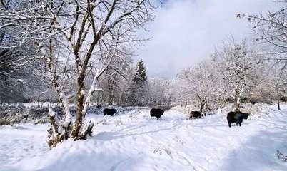 冬季飘雪雪花配乐音频素材_冬季雪落在木屋上音效