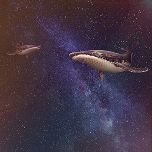 星空唯美梦幻海豚