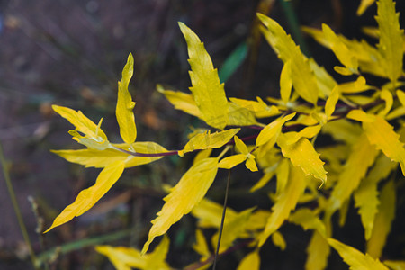 秋日大片植物发黄叶片摄影图