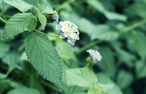 绿叶立体植物摄影照片_小清新花朵植物摄影图
