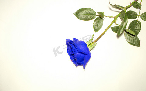 蓝色背景简约摄影照片_蓝色玫瑰花蓝色妖姬背景摄影图
