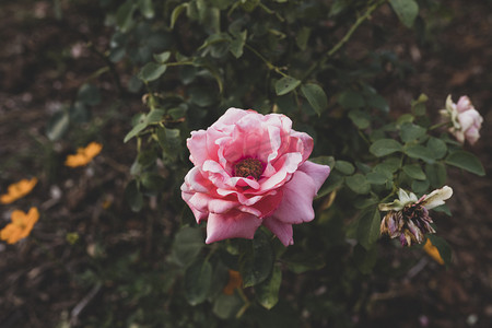 一朵饱满月季花摄影图