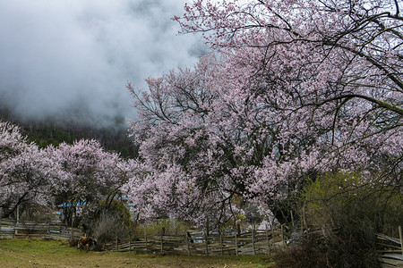 西藏林芝桃花林摄影图