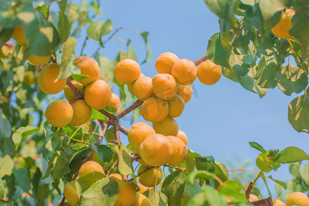 夏季水果杏摄影图