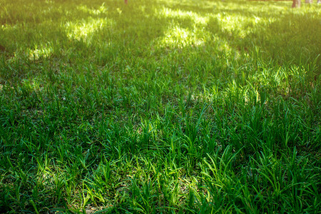 阳光照射下草地摄影图