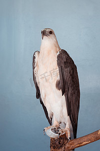 动物老鹰摄影图