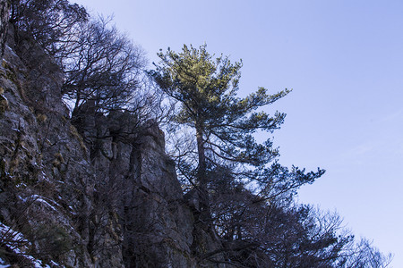 千姿百态摄影照片_风景名胜尧山古树自然风光摄影图