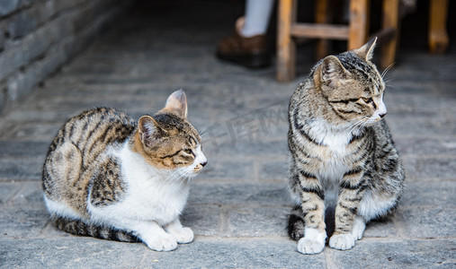 古镇动物两只小猫摄影图