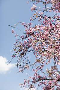 春天盛开桃花杏花自然风景摄影图