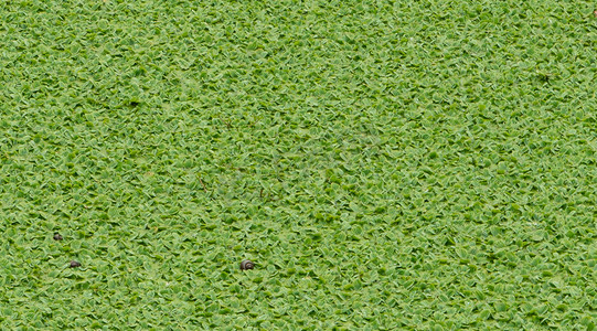 湖面浮萍植物自然风景摄影图