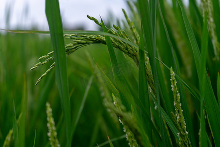 绿色稻子