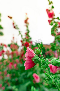 小清新植物红色花朵摄影图