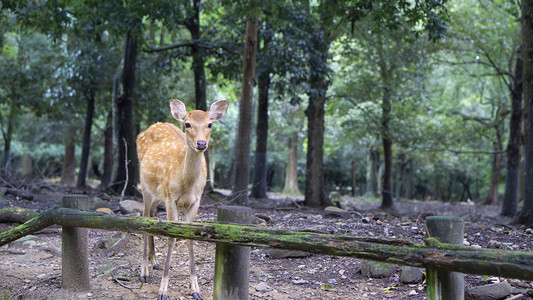 奈良公园林间小鹿摄影图