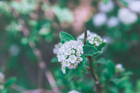 白色小花摄影照片_白色小花绿色叶子摄影图