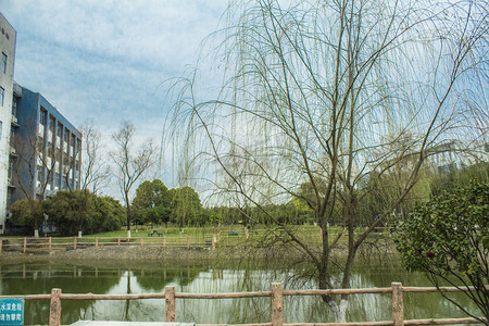 柳树风景摄影照片_公园柳树全貌风景风光摄影图