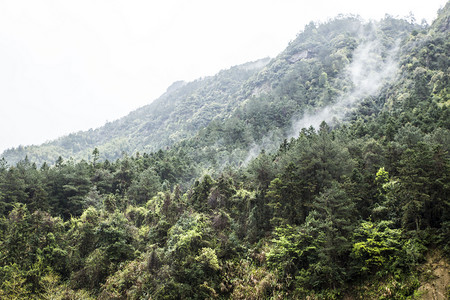 山森林雾气摄影图