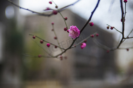 冬天红梅自然风景摄影图配图