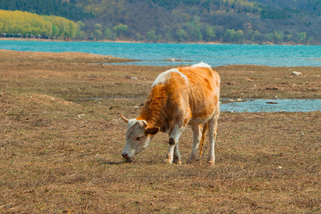 河岸边吃草小黄牛摄影图