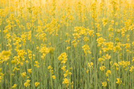 唯美油菜花摄影图