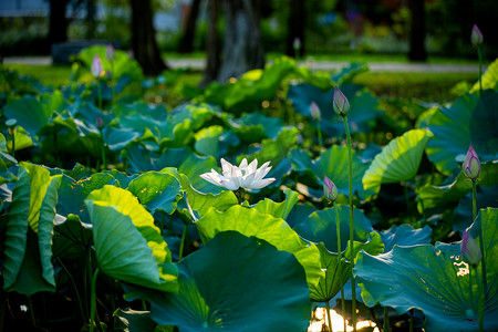 畅享夏日瓜分幸福摄影照片_夏日荷花初盛开摄影图