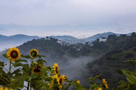 高山向日葵风景图