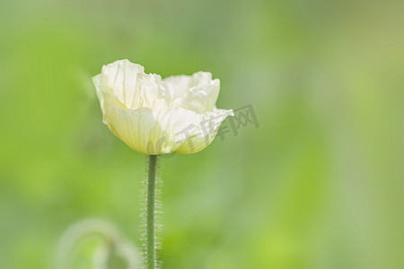 花开摄影照片_春天花开季节摄影图