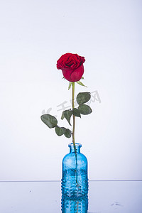 蓝色花朵图摄影照片_蓝色花瓶里的红玫瑰摄影图