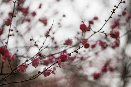 严冬摄影照片_杭州植物园红梅枝头开放