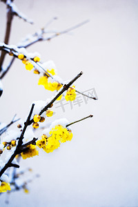 冬冬季摄影照片_雪后盛开腊梅花摄影图