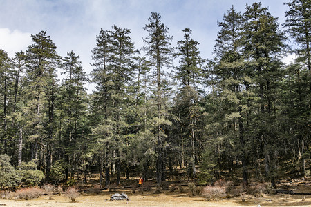 自然风景青山古树森林摄影图