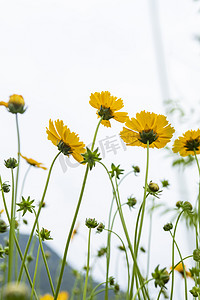 重阳节摄影照片_黄色小菊花摄影图